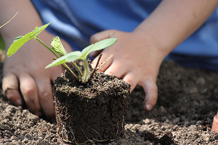 Créer son mini potager